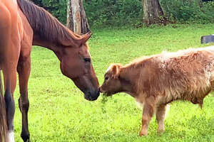 No One Wanted To Be This Baby Mini Cow's Friend Until...❤️