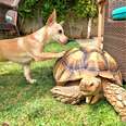 Puppy Brings His Favorite Toys To His Tortoise BFF Everyday