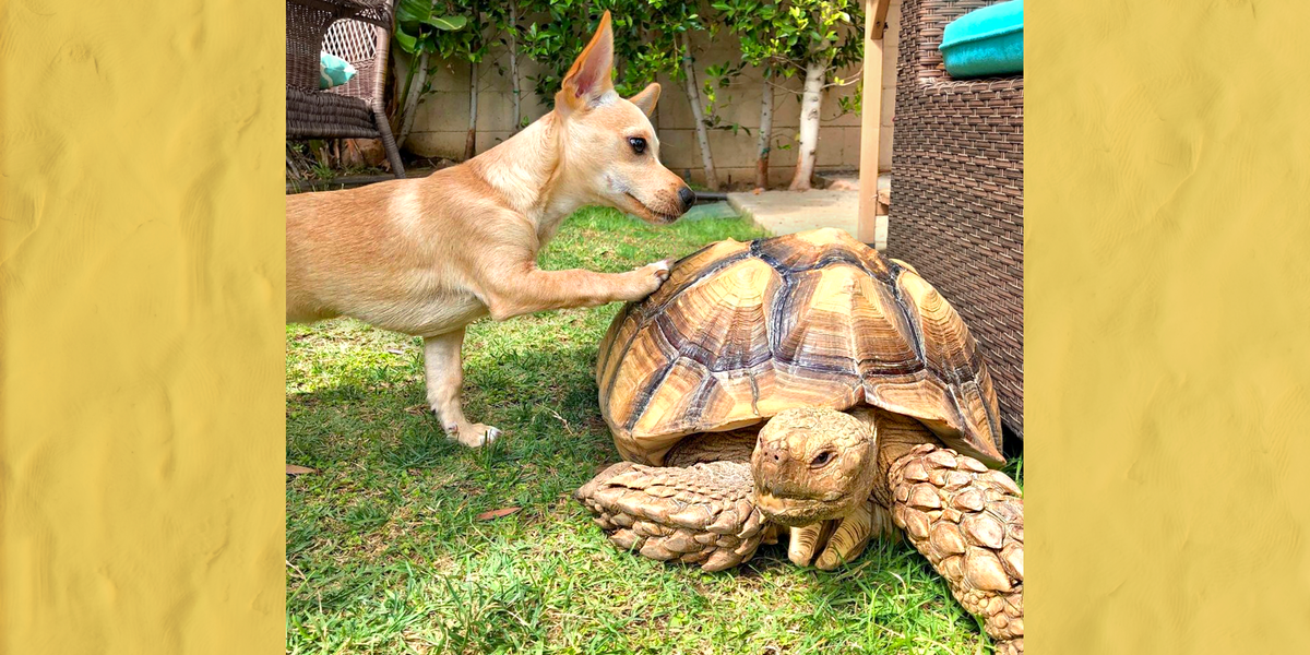 Puppy Brings His Favorite Toys To His Tortoise BFF Everyday Videos