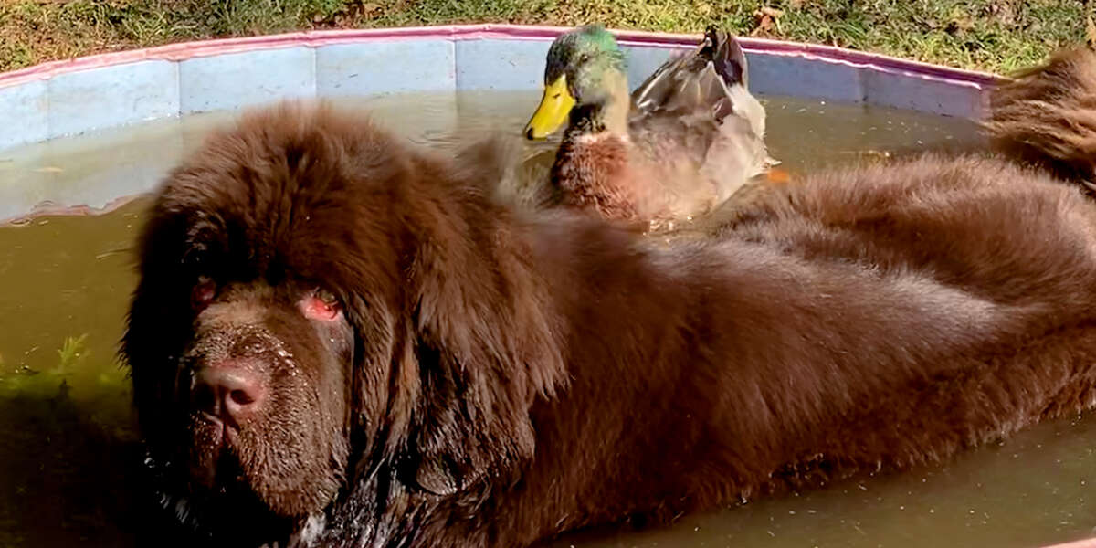 Duck Flaps His Wings So Hard When He Sees His 153-Pound Dog Best Friend