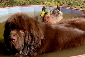 Duck Flaps His Wings So Hard When He Sees His 153-Pound Dog Best Friend