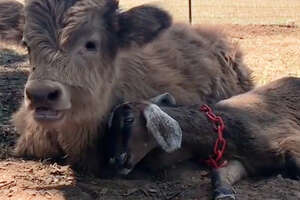 Sad Baby Cow Needed A Friend...Then This Baby Goat Came Along