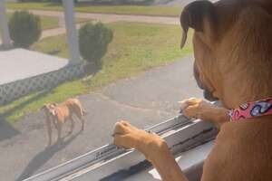 Lovable Pittie Puppy Befriends An “Aggressive” Senior Pittie
