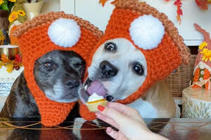 Pittie Sisters Bond Over Making Pumpkin Pie