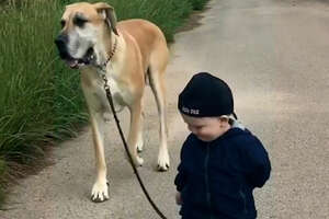 Why Dogs Are The Best Babysitters