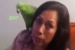 Spanish Speaking Parrot Mothers His Human Brother