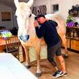 Horse Lets Herself Into The House Whenever She Wants