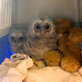 Fluffy Owlets Grow Big and Strong to Return to Wild