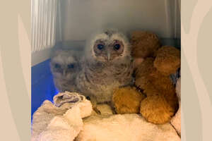 Fluffy Owlets Grow Big and Strong to Return to Wild