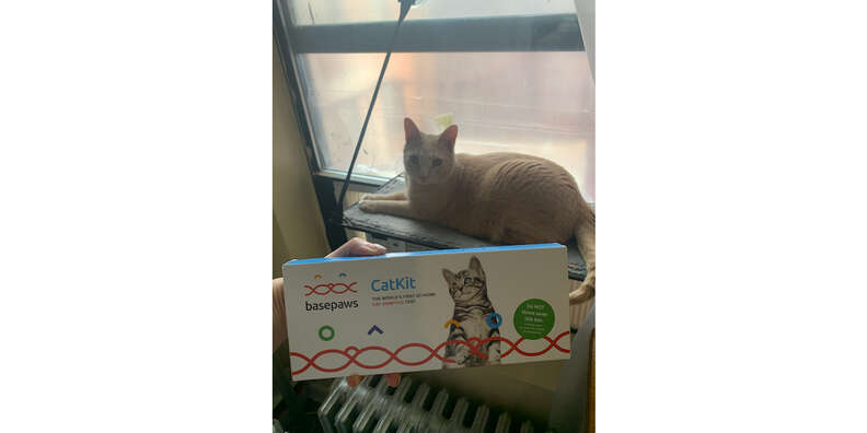 basepaws cat dna test