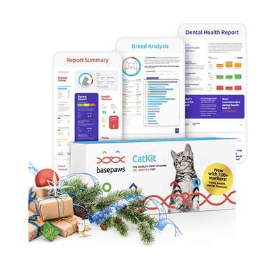 Basepaws Cat DNA Test | Breed + Health + Dental Report | Top Cat Breeds & 120 Health & Trait Markers