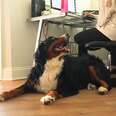Needy Bernese Mountain Dog Stalks His Mom All Day Long