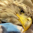 Vet Helps Bald Eagle Learn How To Fly Again