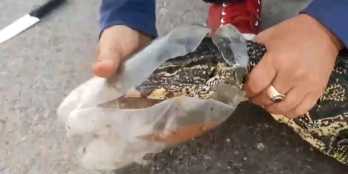 Monitor Lizard Rescued From Plastic Bottle - Vimarsana News
