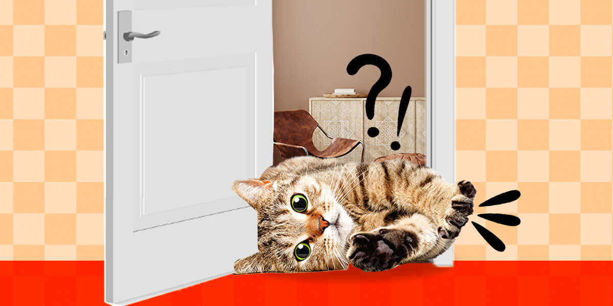 Cat Separation Anxiety Symptoms And How To Help DodoWell The Dodo