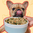 ollie dog food