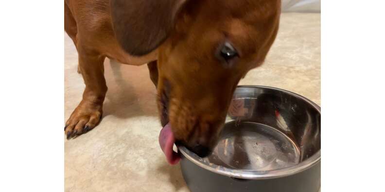 how do you thaw ollie dog food