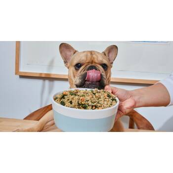 Ollie pet food clearance reviews