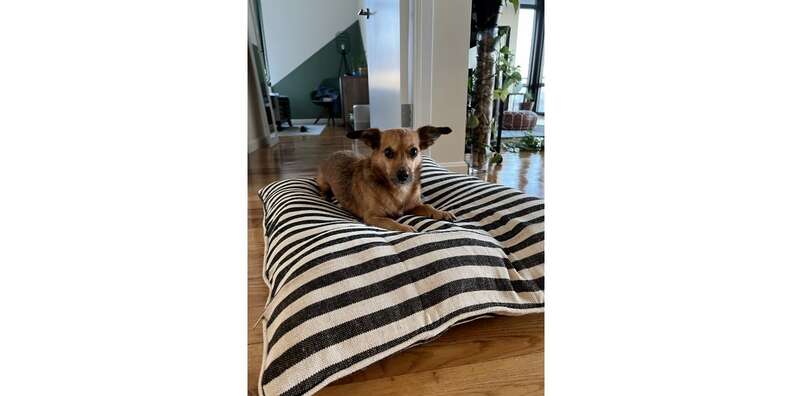 Envelope dog bed best sale