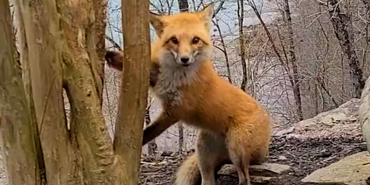 Guy Helps A Fox Whose Paw Is Caught In A Tree - Videos - The Dodo