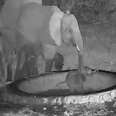 Teeny Elephant Gets Stuck In A Hole