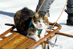 Dog Pulls Cat Around In Sled...And The Cat LOVES It