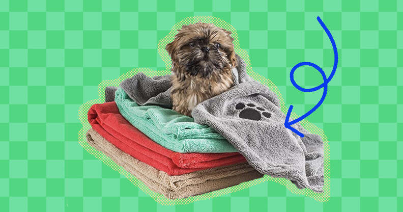 dog in a pile of towels