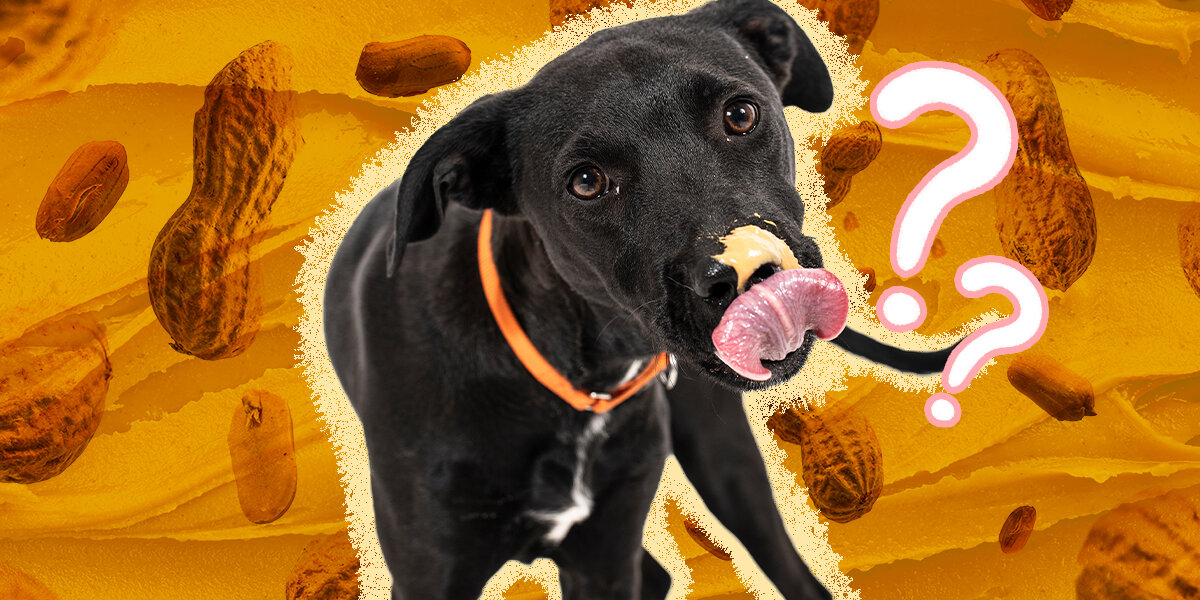 How much peanut butter can deals you give a dog
