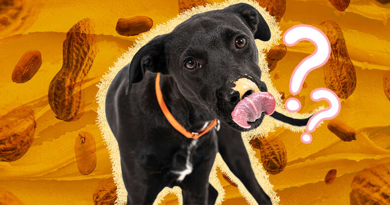 why are dogs obsessed with peanut butter