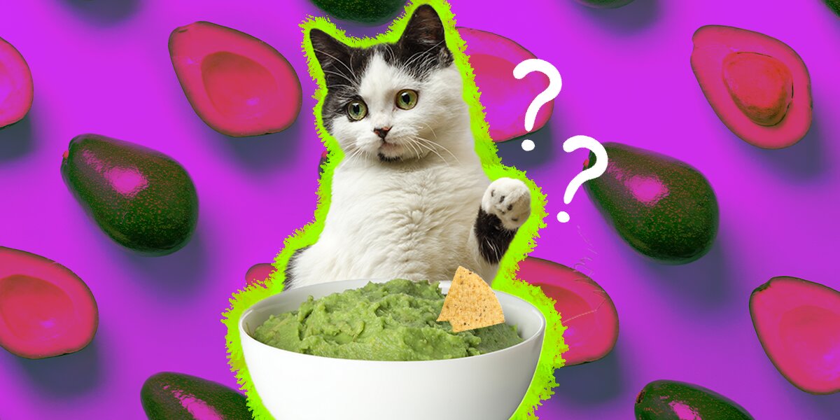 Avocado okay 2025 for cats