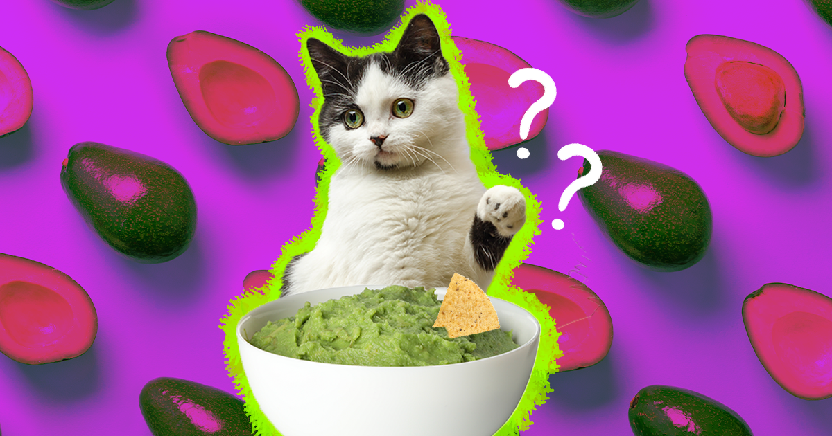 Can my 2025 cat eat avocado