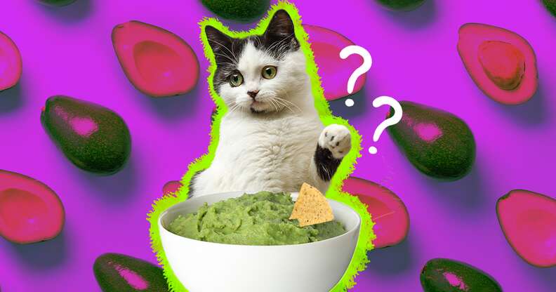 cat looking at a bowl of guacamole