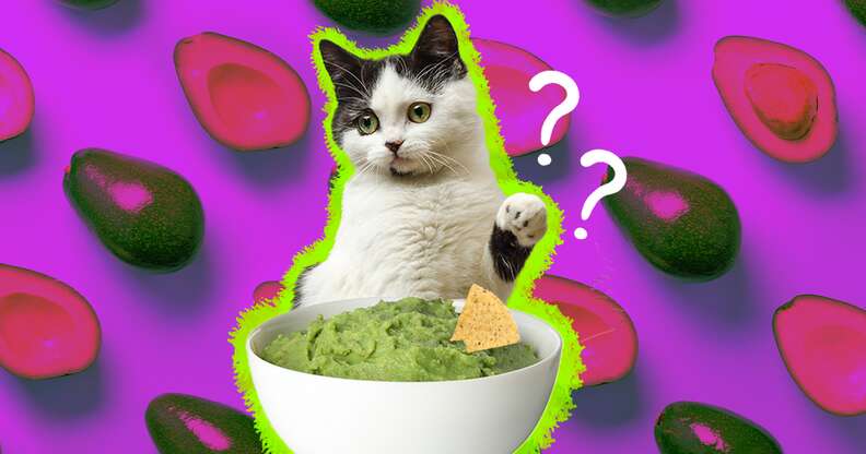 Avocado toxic 2025 to cats