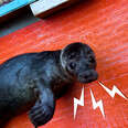 Orphaned Baby Seal Barks At Anyone Who Tries To Clean Her Bathtub