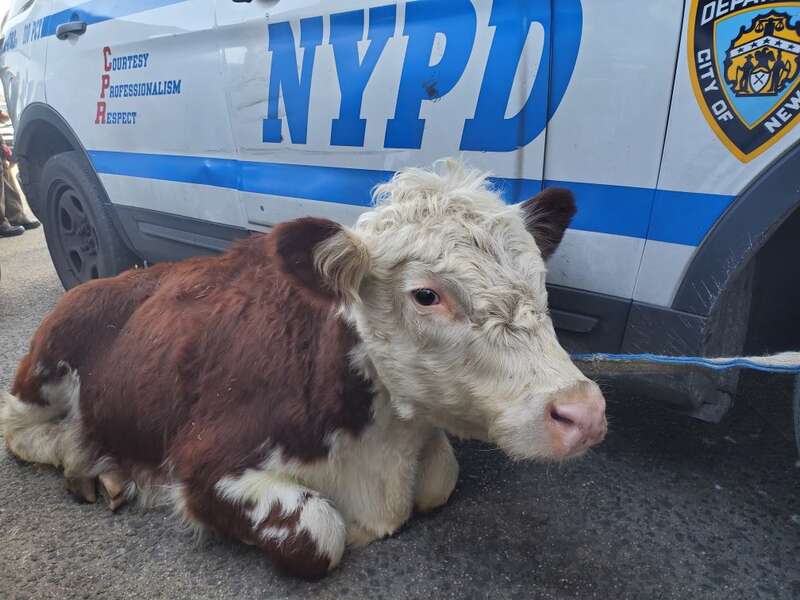 New York Cow Escapes Slaughterhouse and Taken to New Jersey Sanctuary