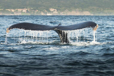 whales