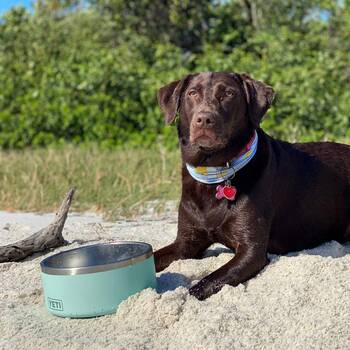 Yeti Dog Bowl, Boomer, 4 Cups