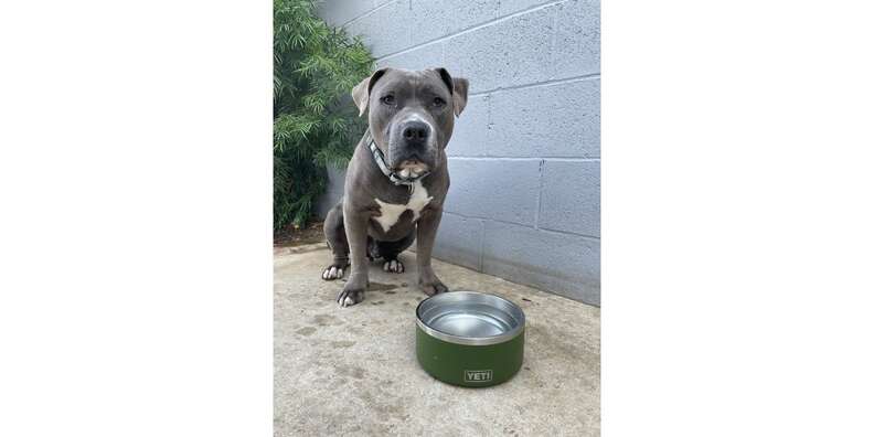 4 cup hot sale dog bowl