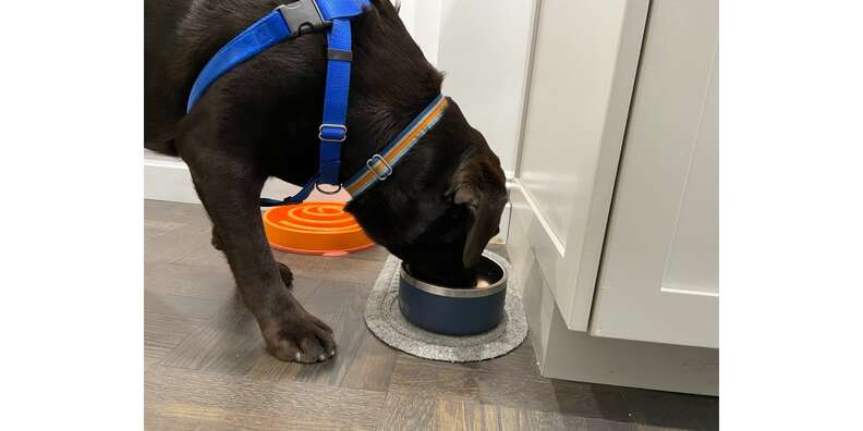 Boomer™ 8 Dog Bowl