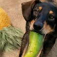 Foster Dog Didn't Understand Toys Until He Met A Cucumber