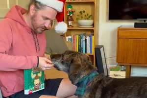 This Dog's Story Is Pure Christmas Magic