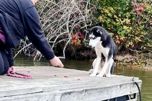 Husky Wouldn't Let Anyone Touch Her — Until These Rescuers Melted Her Heart