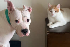 Mom Adopts A Pittie To Keep Up With Her Cat’s Wild Side