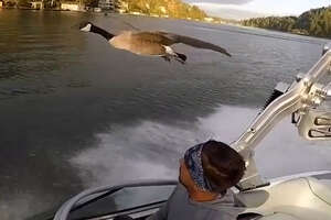 Guy Adopts Tiny Baby Goose Who Becomes His ‘Wingman’