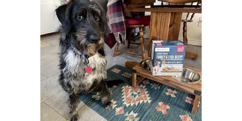 The Honest Kitchen Dehydrated Dog Food Is It Good Paw of Approval The Dodo