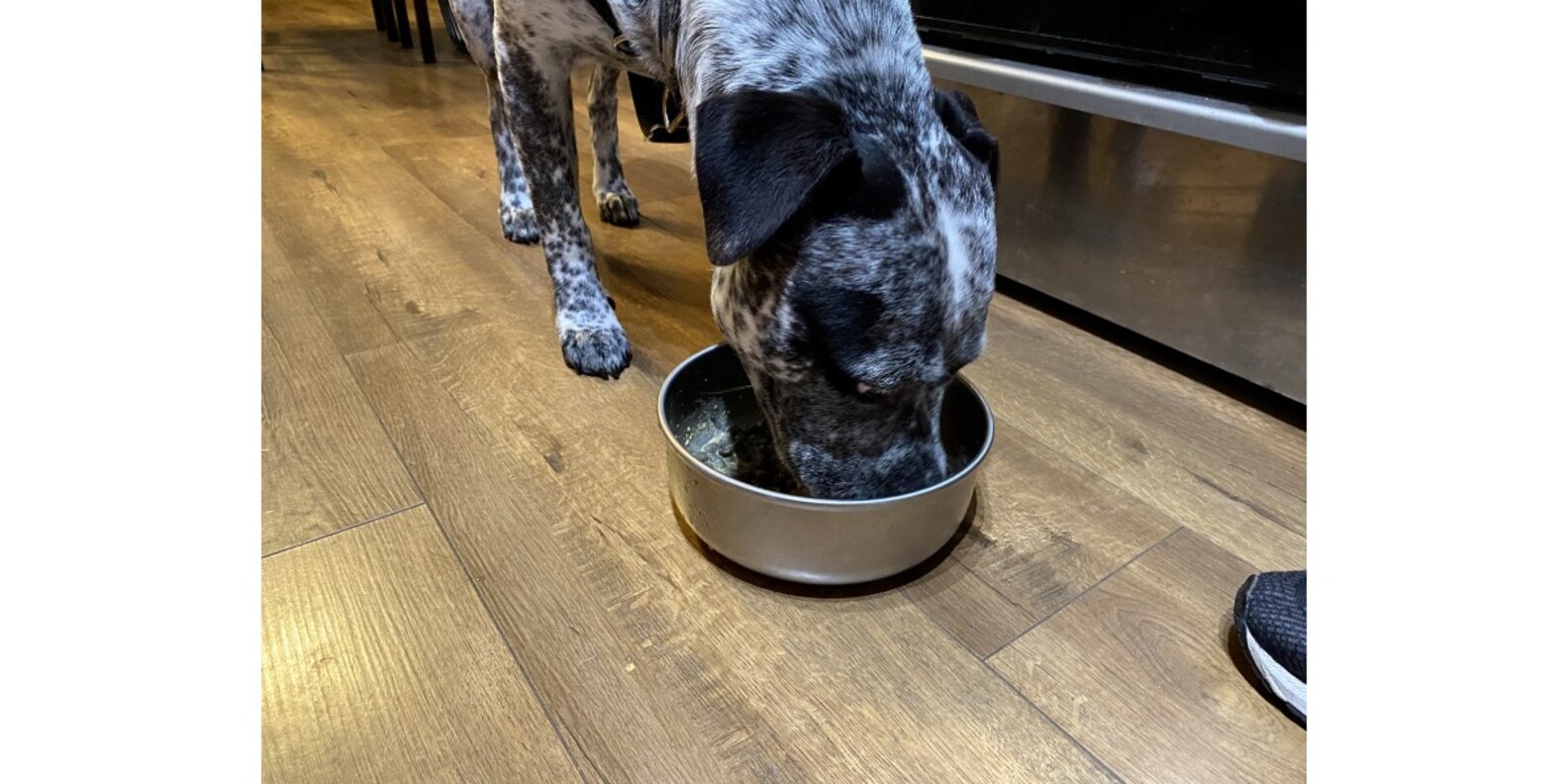 The Honest Kitchen Dehydrated Dog Food Is It Good? Paw of Approval The Dodo