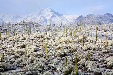Saguaro National Park, Arizona