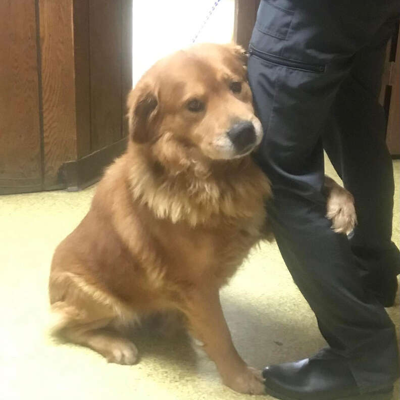 Dog Abandoned In Walmart Parking Lot Won'T Stop Hugging His Rescuers - The  Dodo