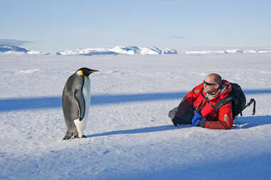 penguin