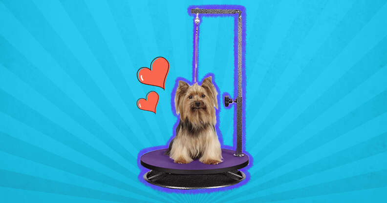 Dog Exercise Equipment To Keep Your Pup Active At Home - DodoWell